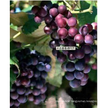 Natural Extract Grape Seed Extract (XT-002)